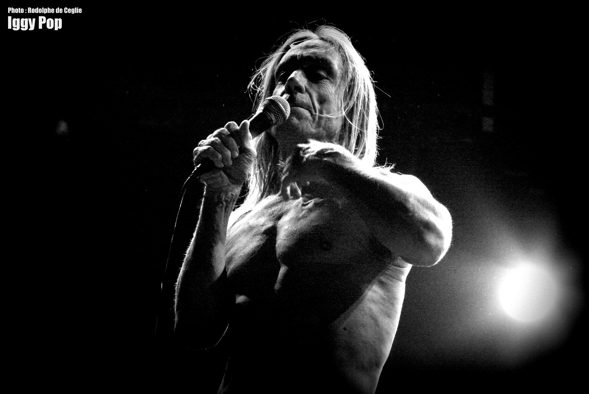 photo Iggy Pop