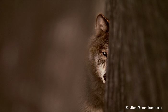 Photographes animaliers