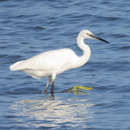 aigrette_garzette_-_antoinette_garcia.jpg