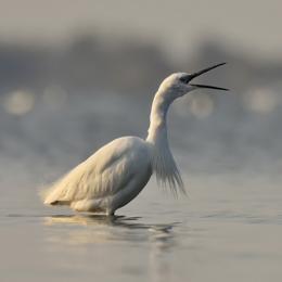 aigrette_garzette_a.frere.jpg