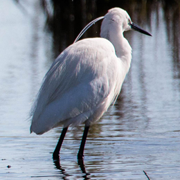 aigrette_garzette_martine_fize.jpg