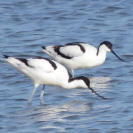 avocettes_elegantes_-_antoinette_garcia.jpg