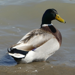 canard_colvert_claden.jpg