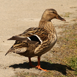 canard_colvert_femelle_-_sarah_adjedj.jpg