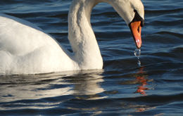 cygne-tubercule-duchemin.jpg