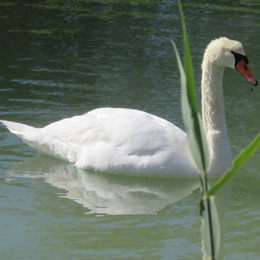 cygne_tubercule_-_antoinette_garcia.jpg