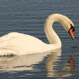 cygne_tubercule_-_sarah_adjedj.jpg