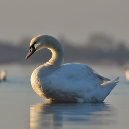 cygne_tubercule_a_frere.jpg