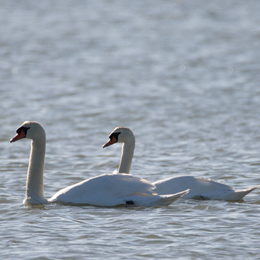 cygnes_tubercule_martine_fize.jpg