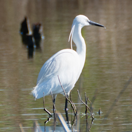 danielle_grange_aigrette_garzette.jpg