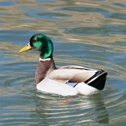 danielle_grange_canard_colvert.jpg