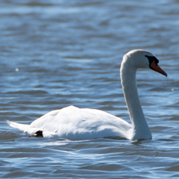 danielle_grange_cygne.jpg