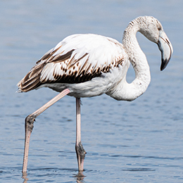 danielle_grange_flamant_rose_juvenile.jpg