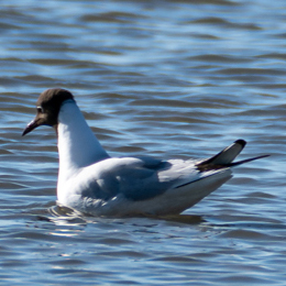 danielle_grange_mouette_rieuse.jpg