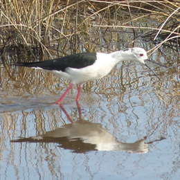 echasse-blanche-duchemin.jpg