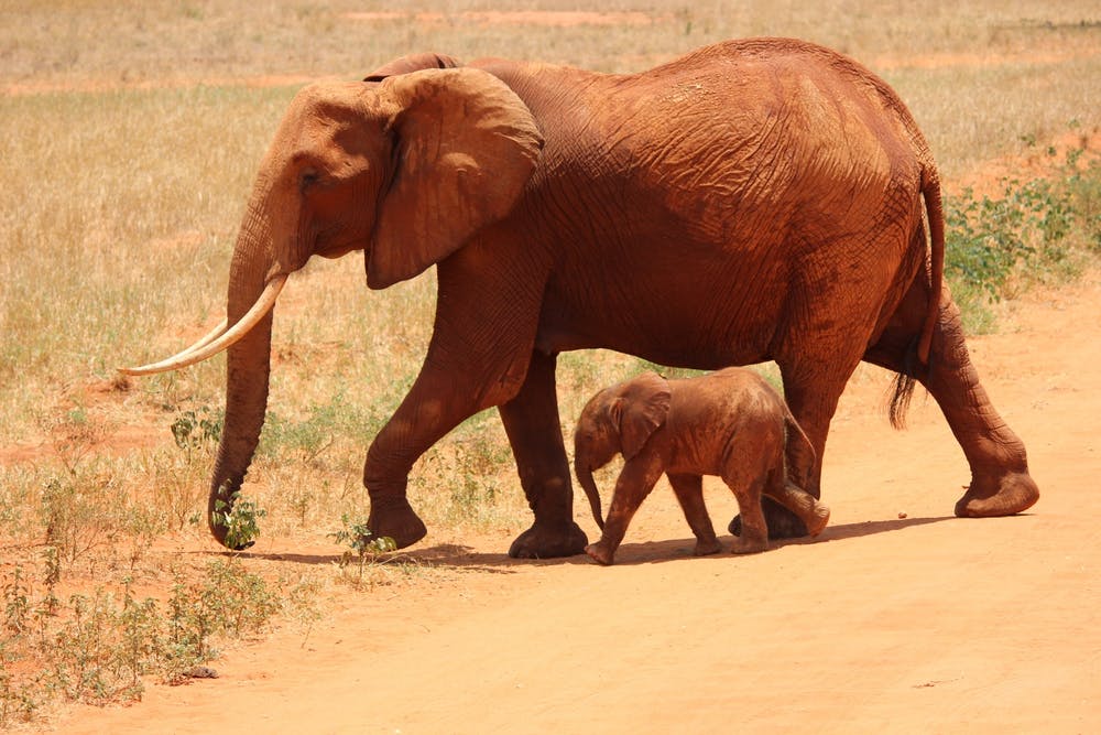 Surprenants éléphants (sélection jeunesse)