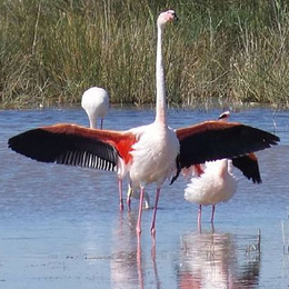 flamant-rose-duchemin.jpg