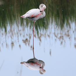 flamant_rose_-_sarah_adjedj.jpg