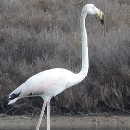 flamant_rose_claden.jpg