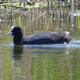 foulque_macroule_claden.jpg