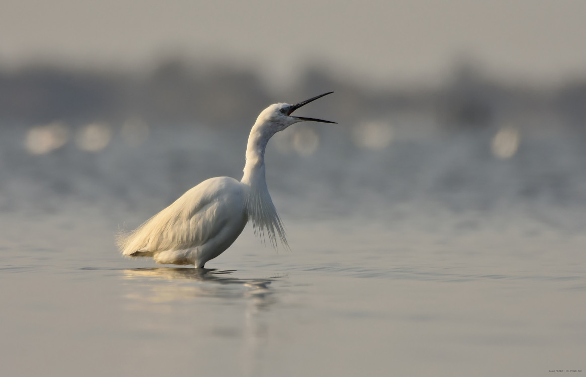 Aigrette garzette