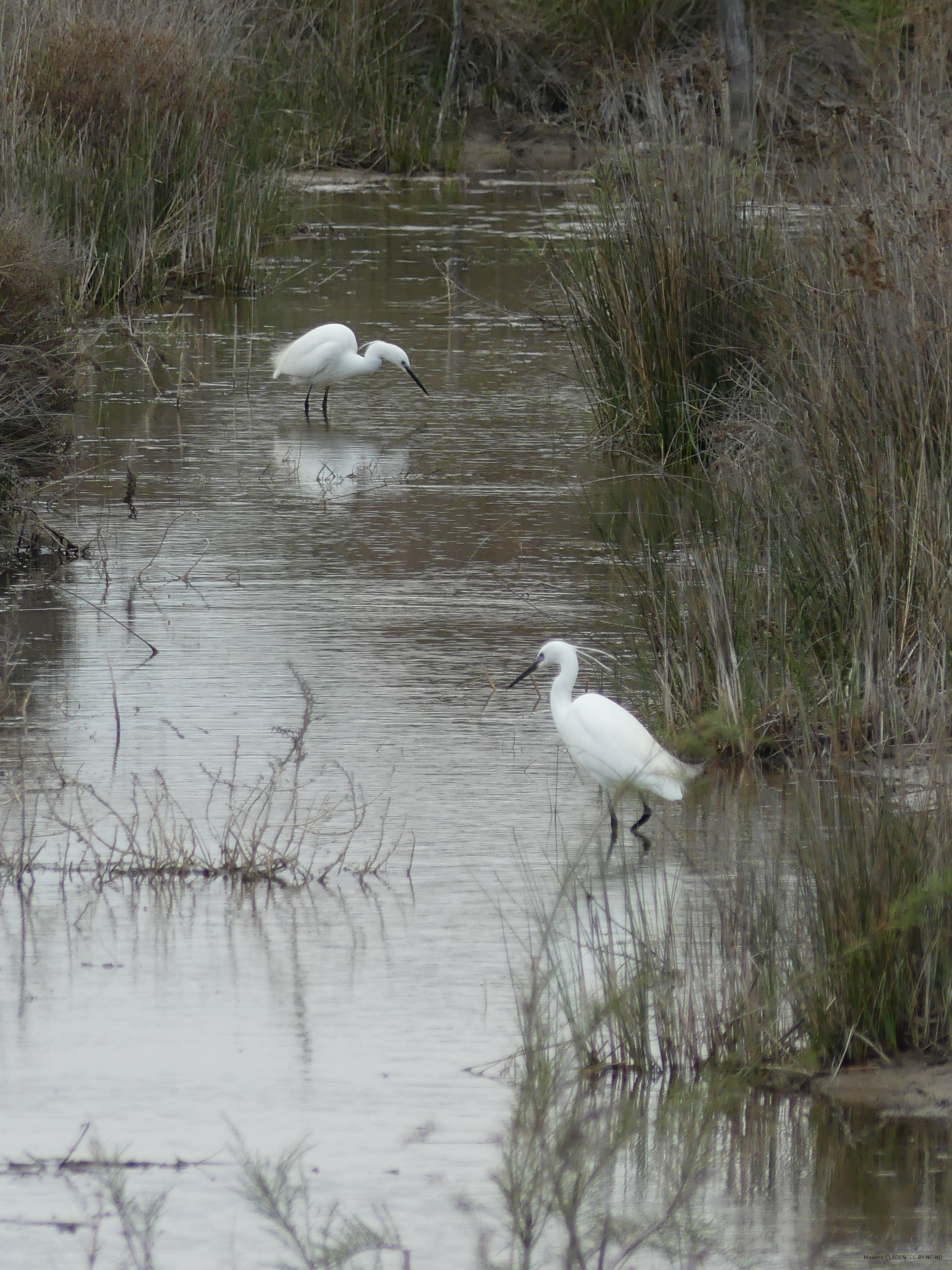 Aigrette garzette