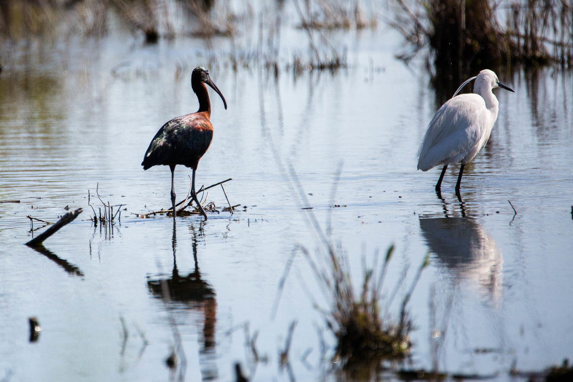 Aigrette garzette