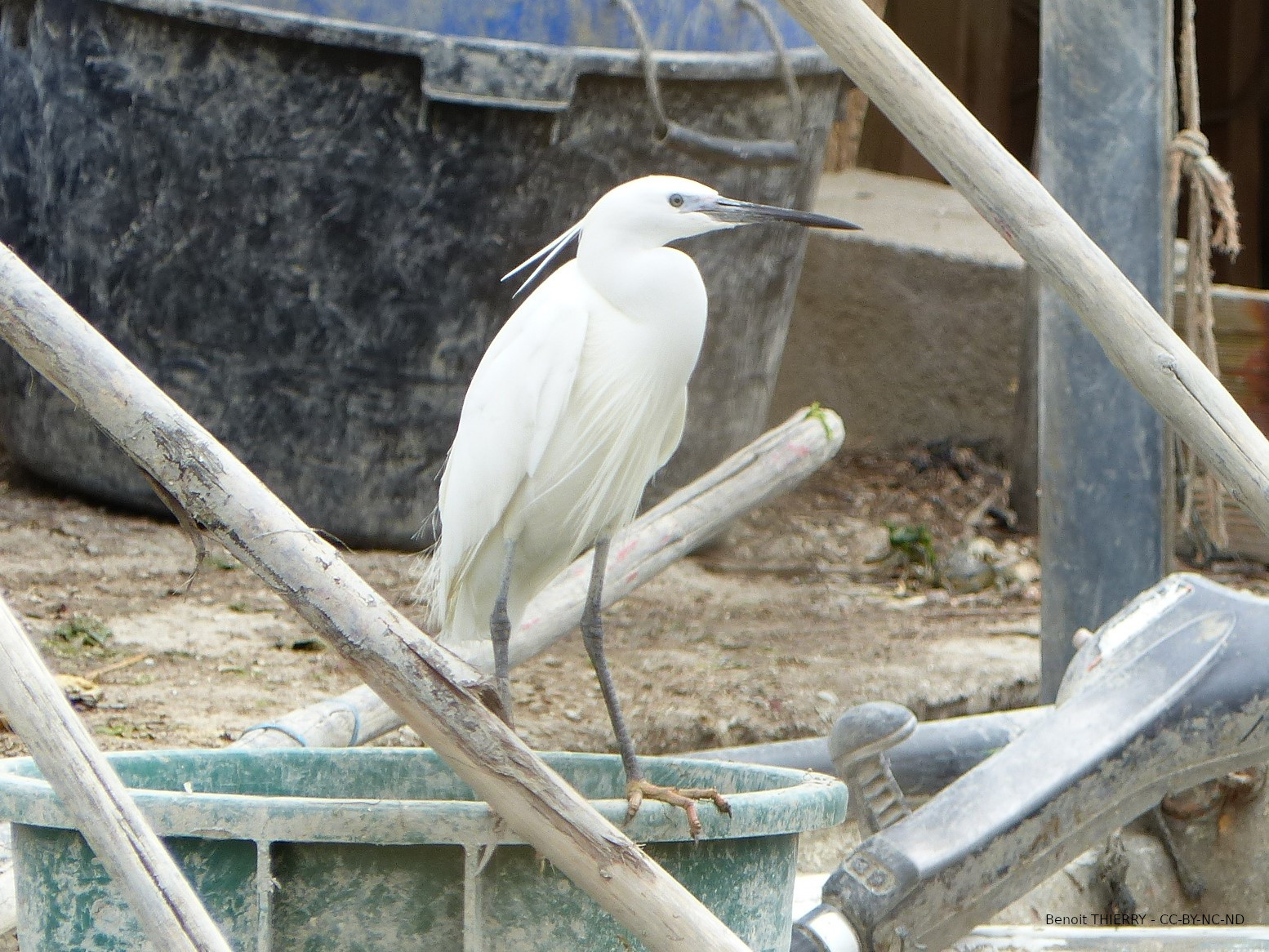 Aigrette garzette photographiée par Benoit Thierry