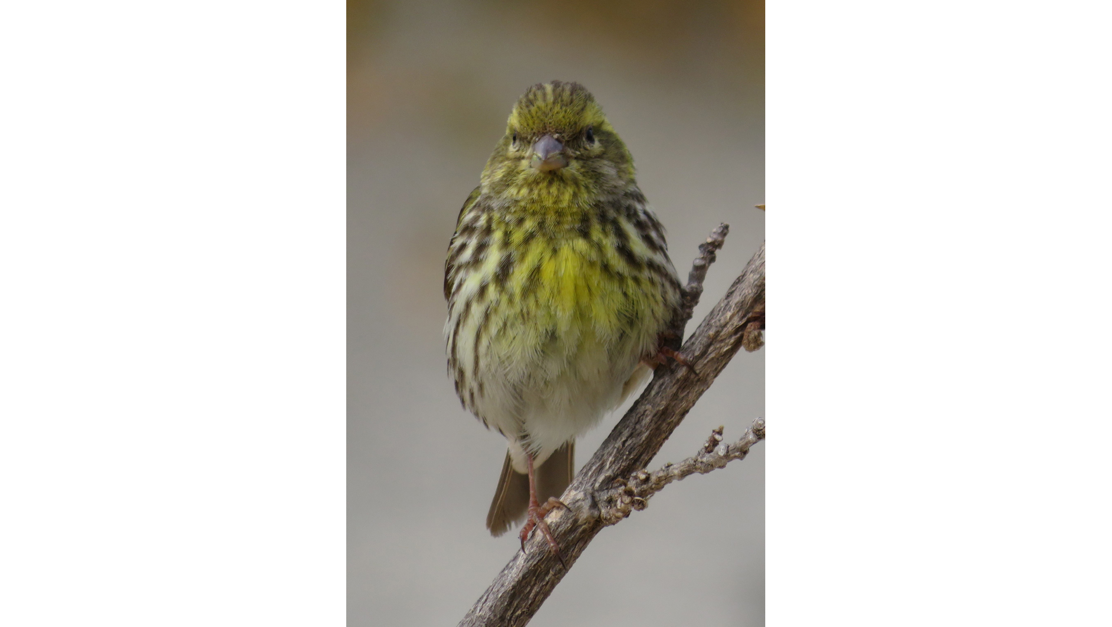 Serin Cini sur une branche