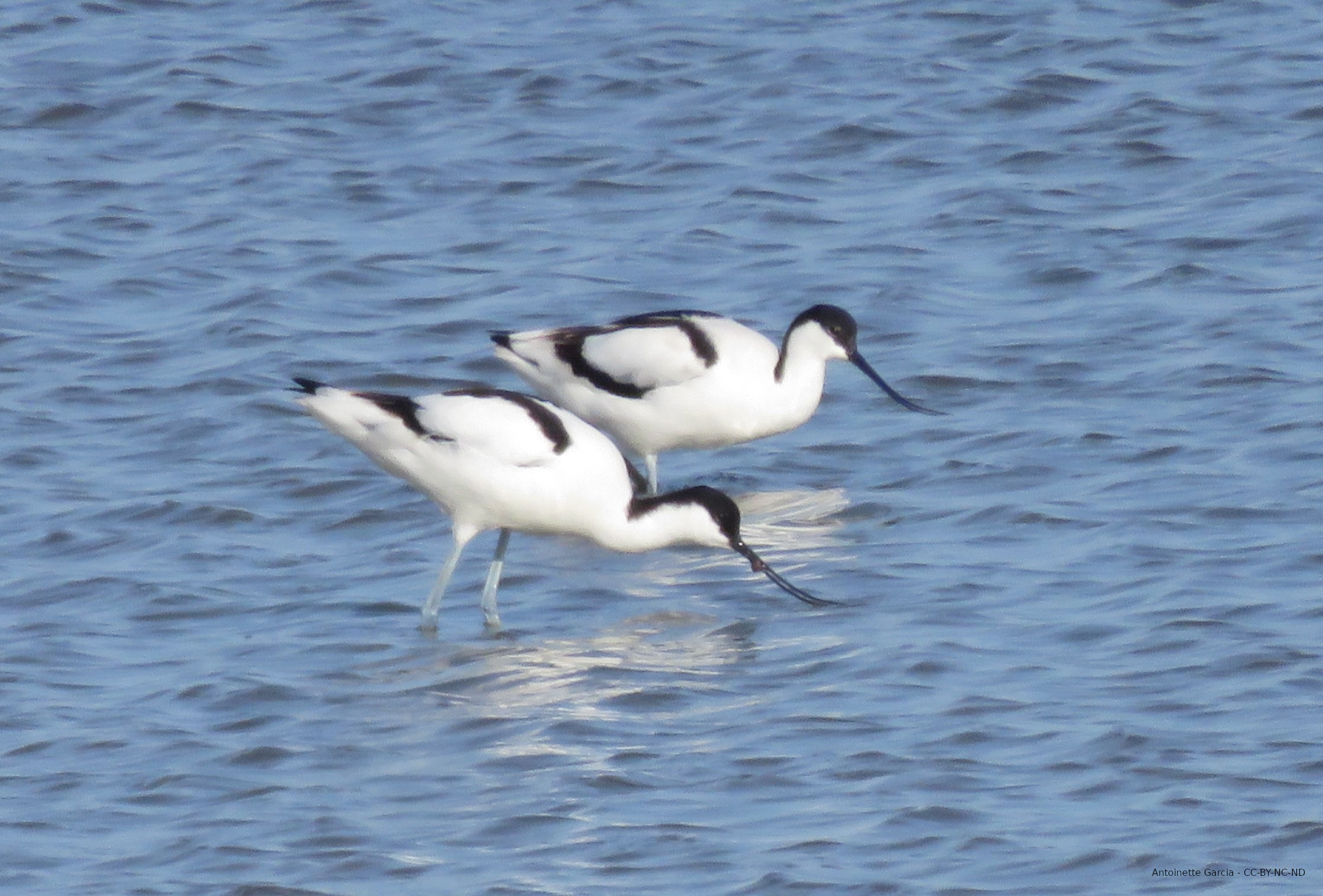 Avocettes élégantes photographiées par Antoinette Garcia