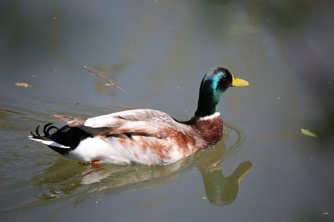 Canard colvert photographié par Michel Chauve