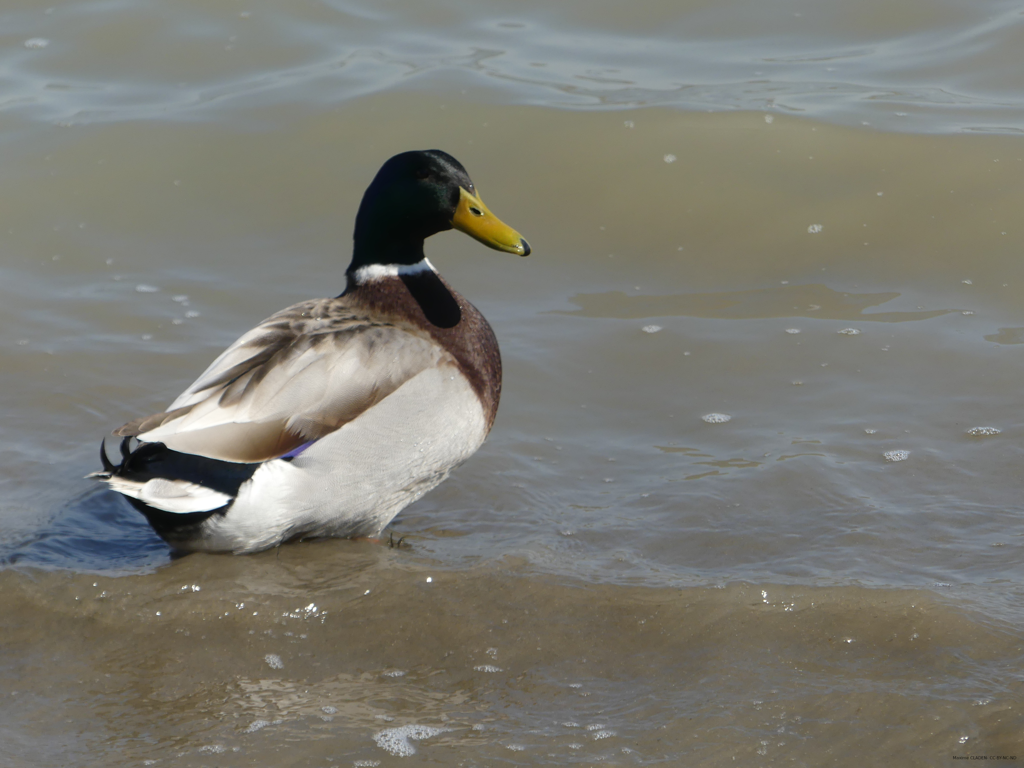 Canard colvert