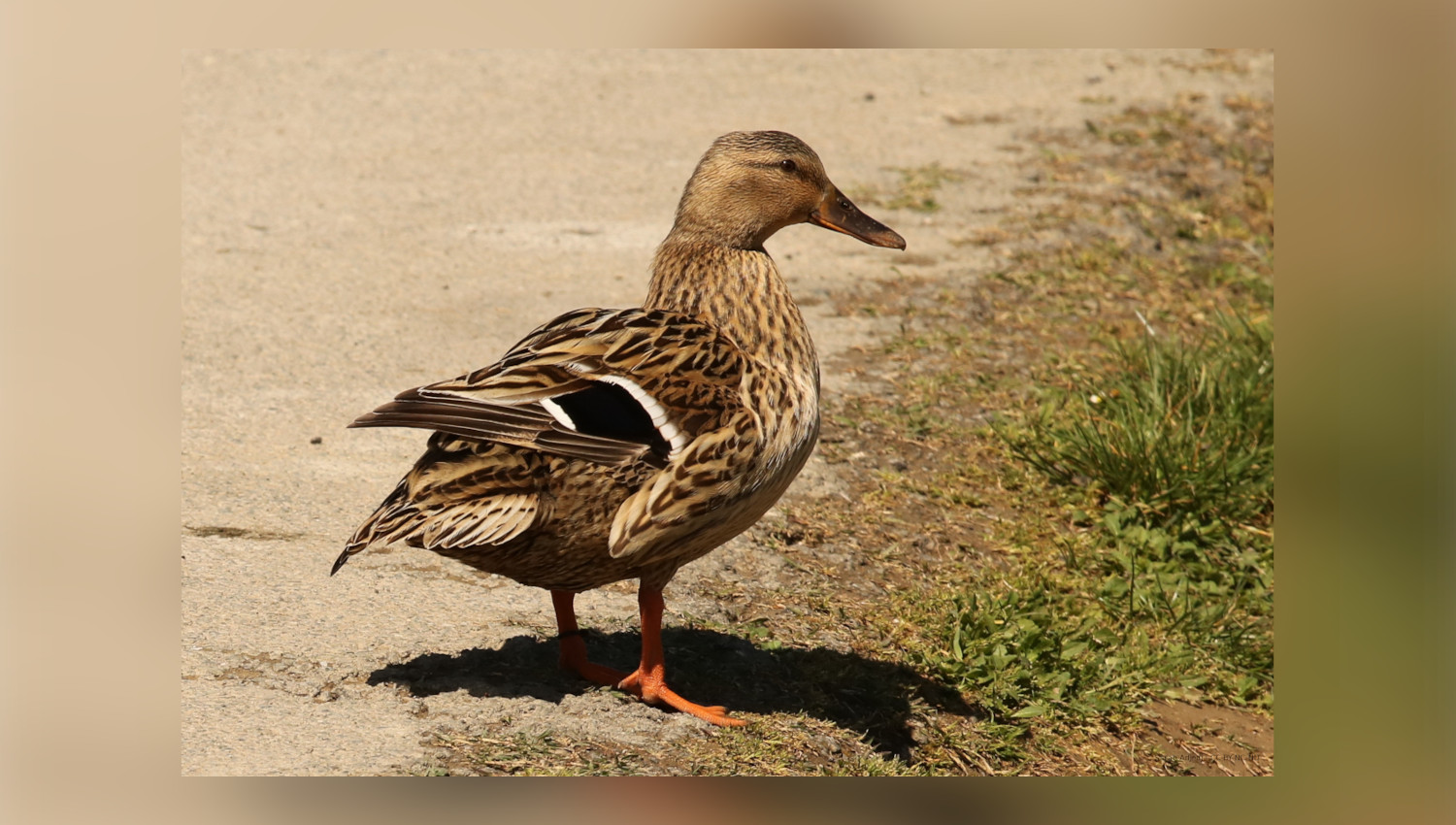 Canne colvert