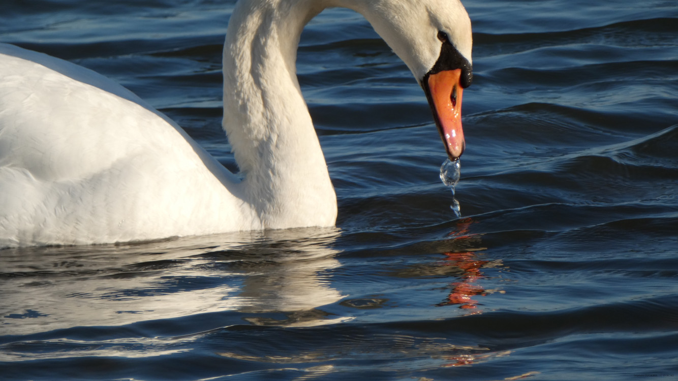 Cygne tuberculé