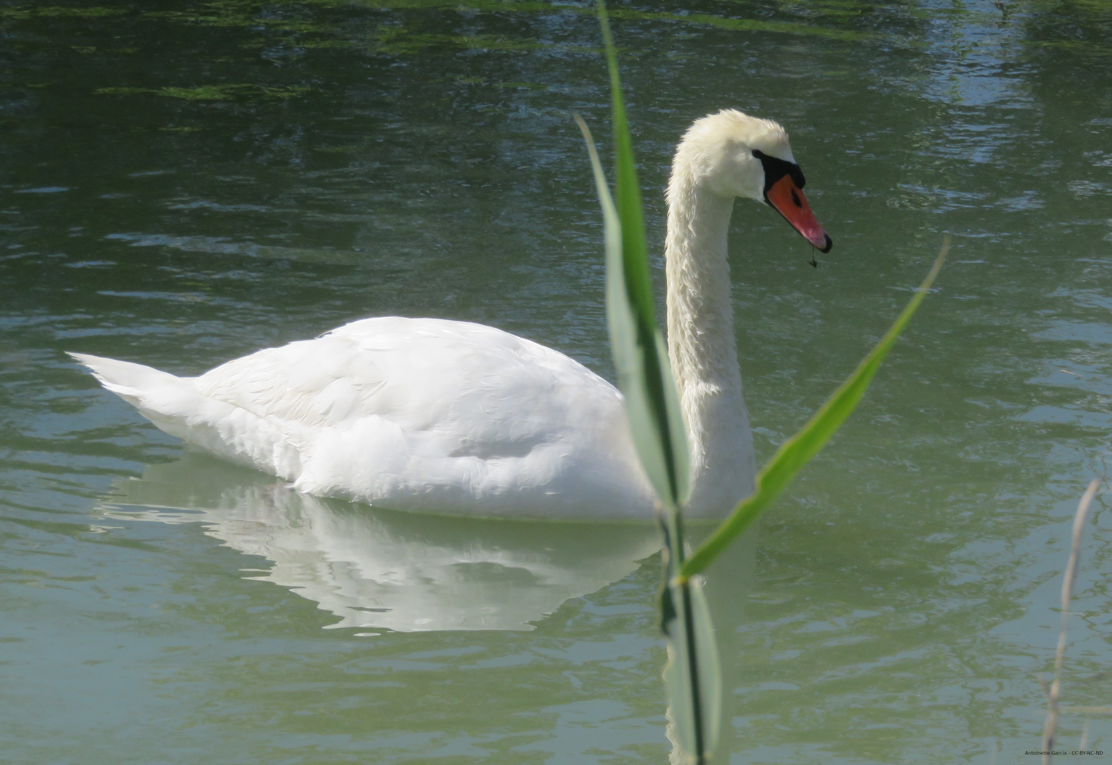 Cygne tuberculé photographié par Antoinette Garcia