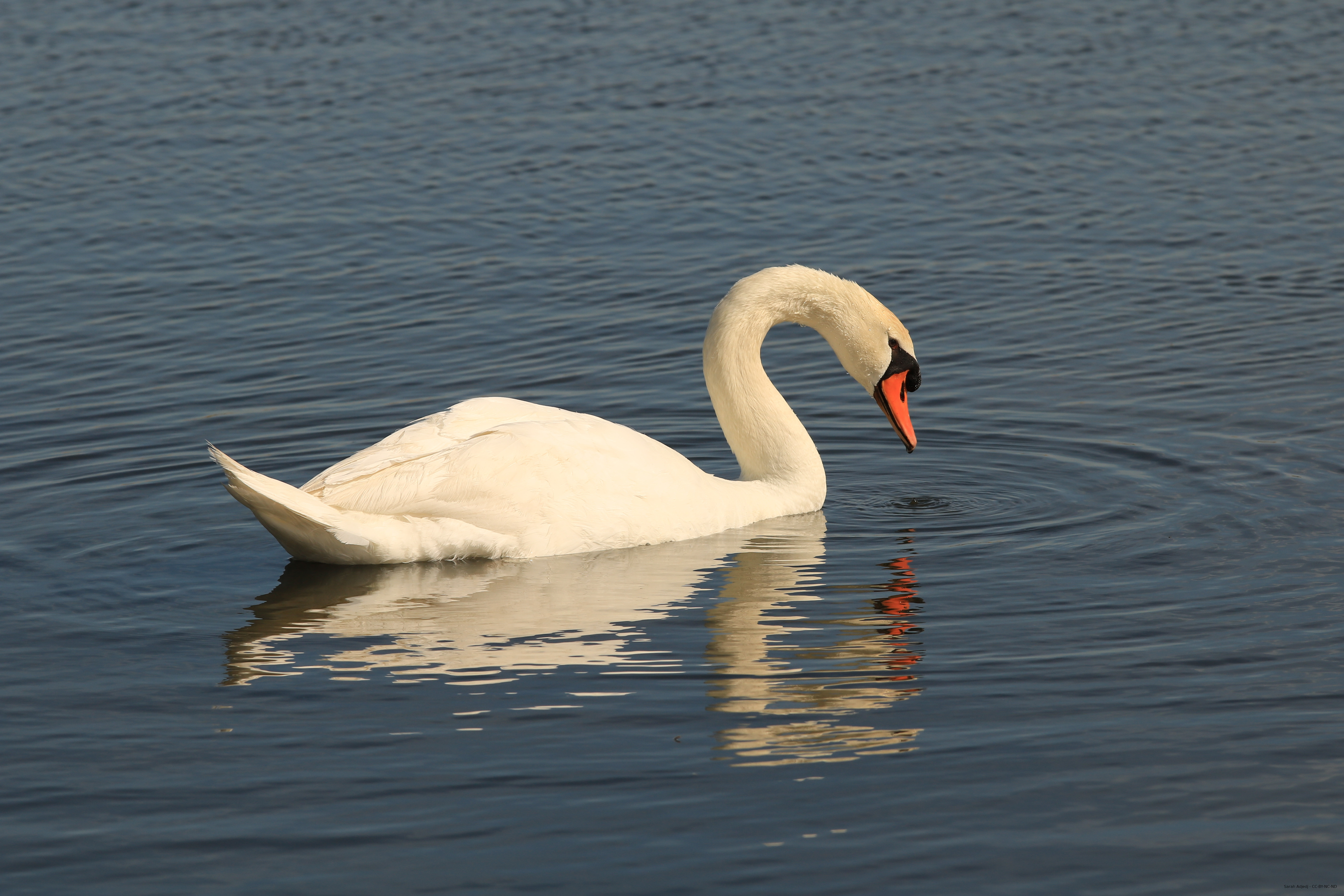 Cygne tuberculé