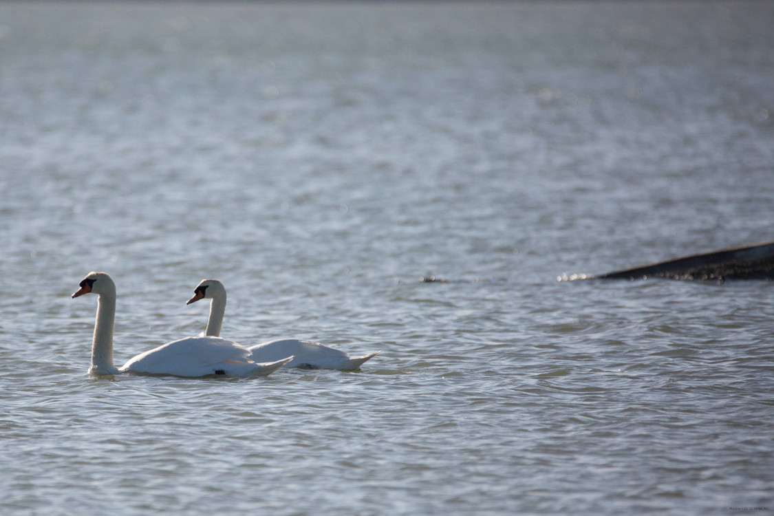 Cygne tuberculé