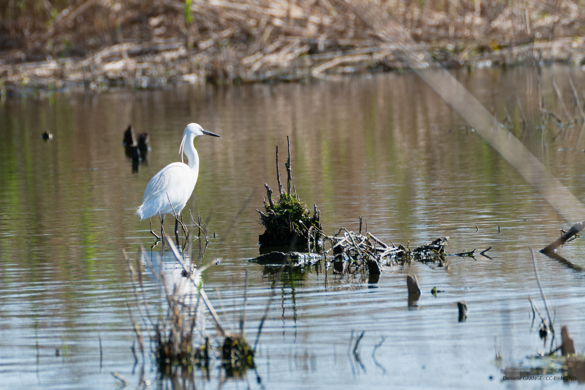 Aigrette garzette