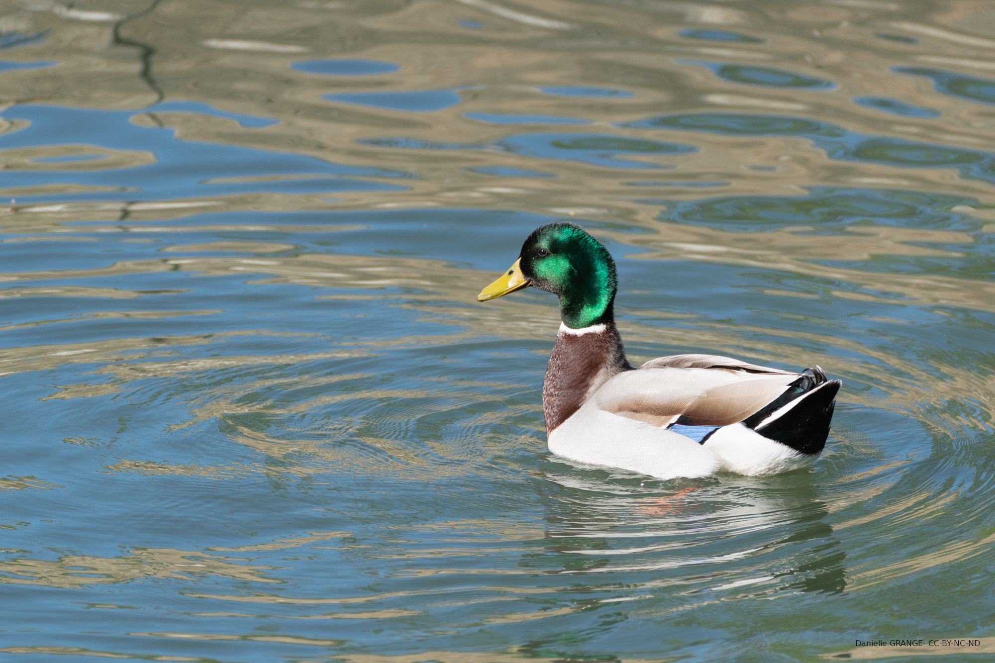 Canard colvert