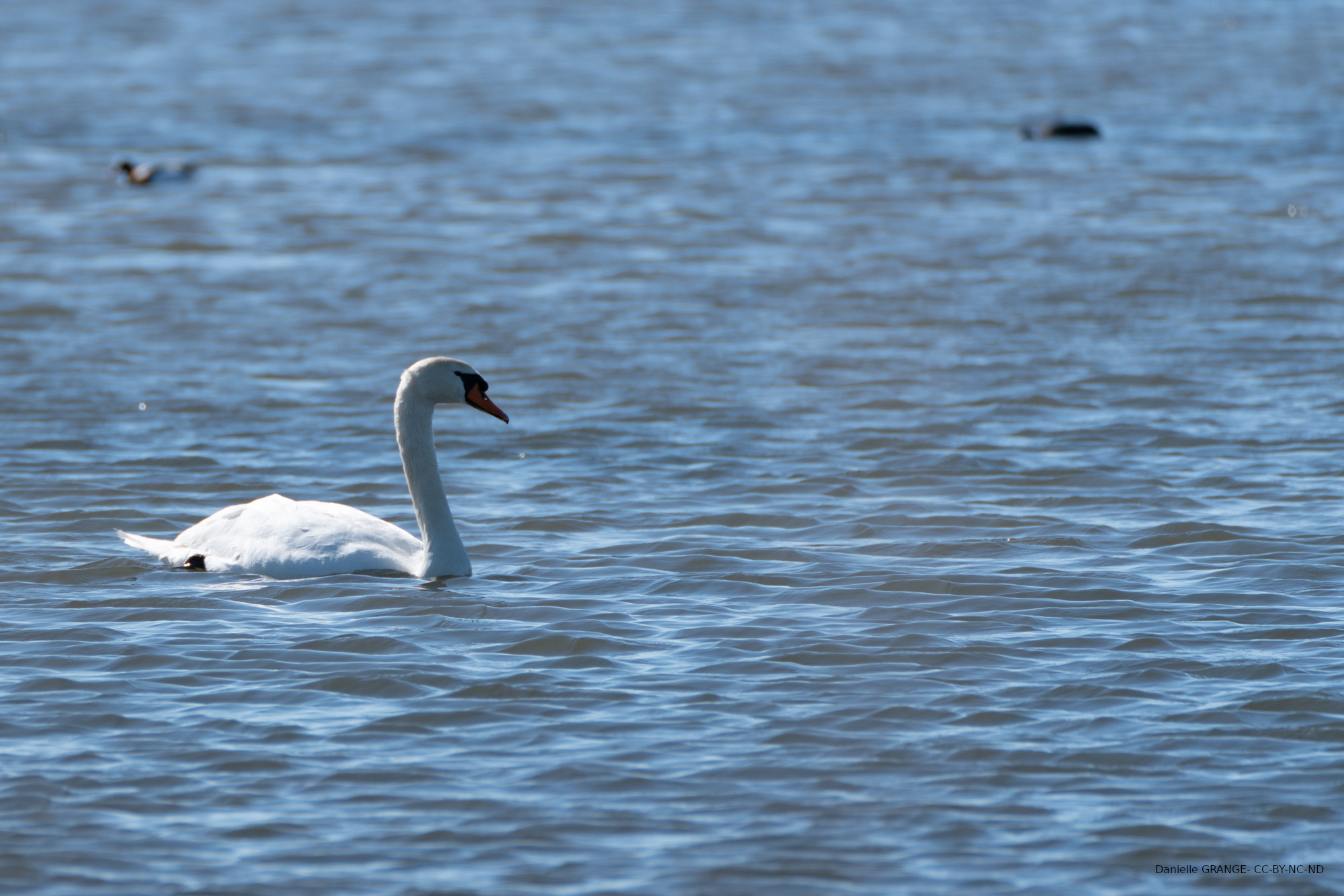 Cygne tuberculé