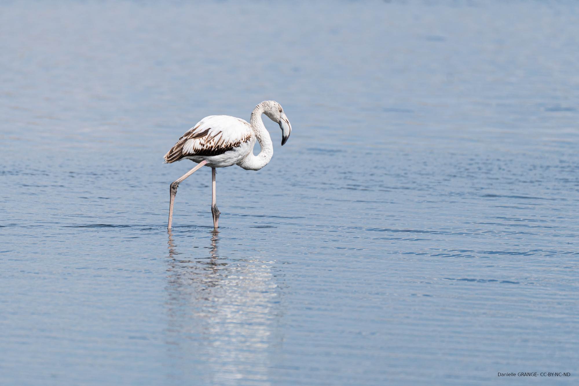 Flamant rose