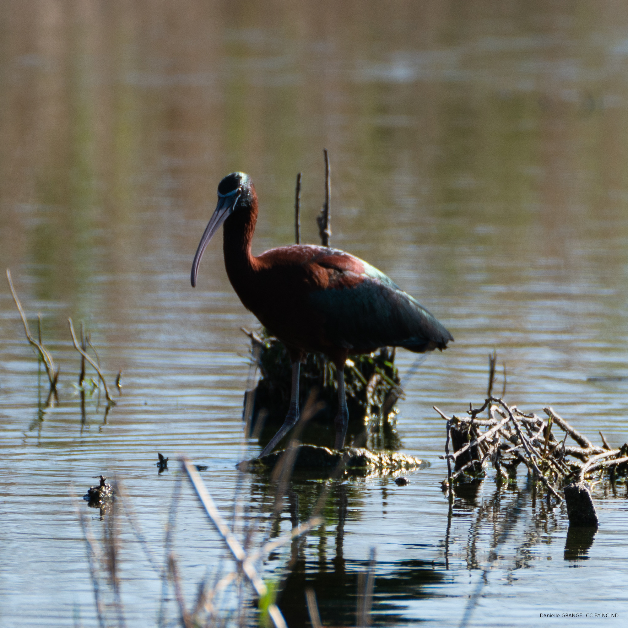 Ibis falcinelle