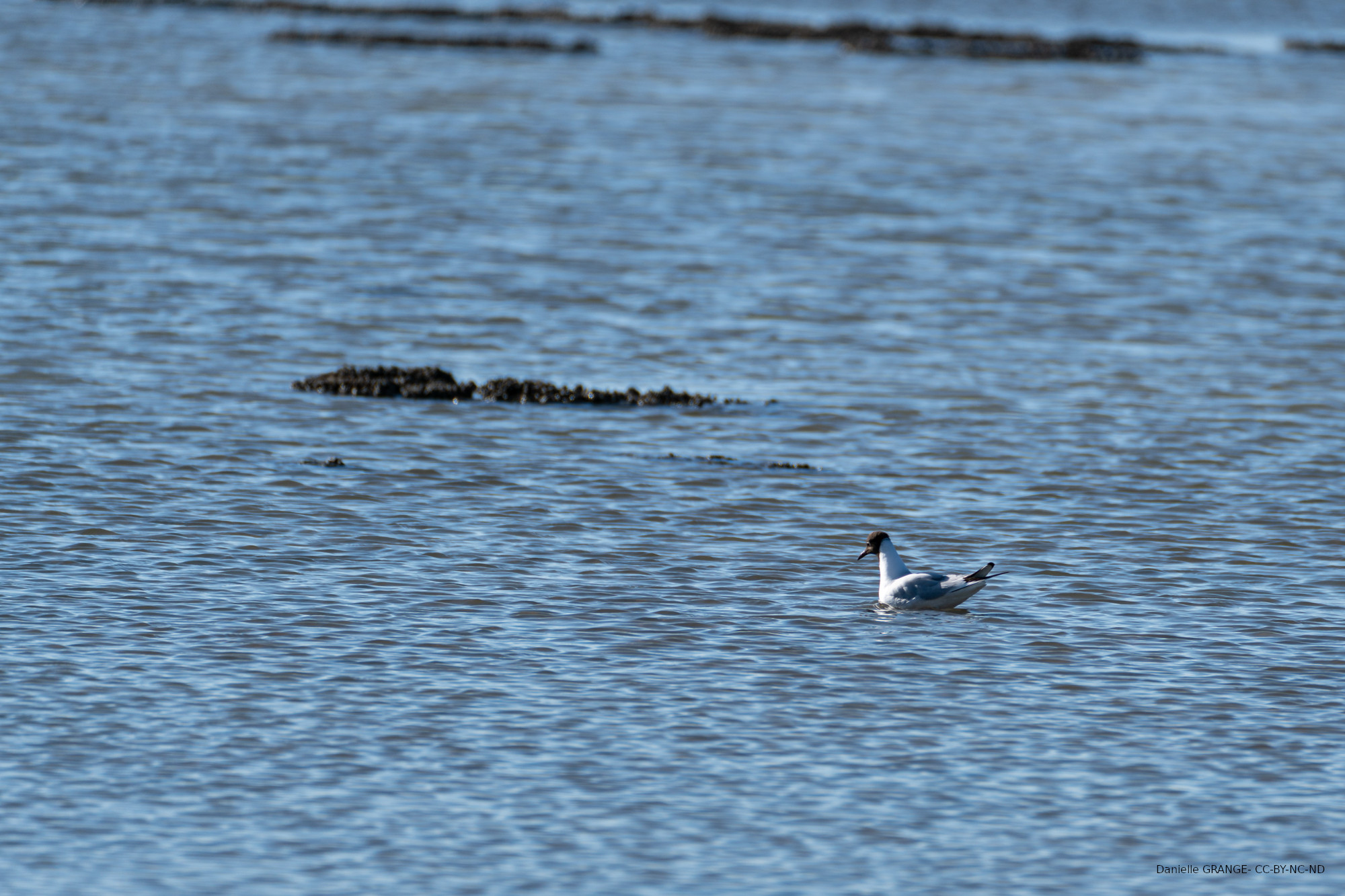 Mouette rieuse