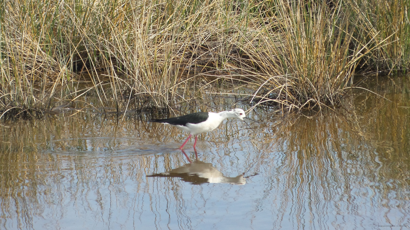 Echasse blanche