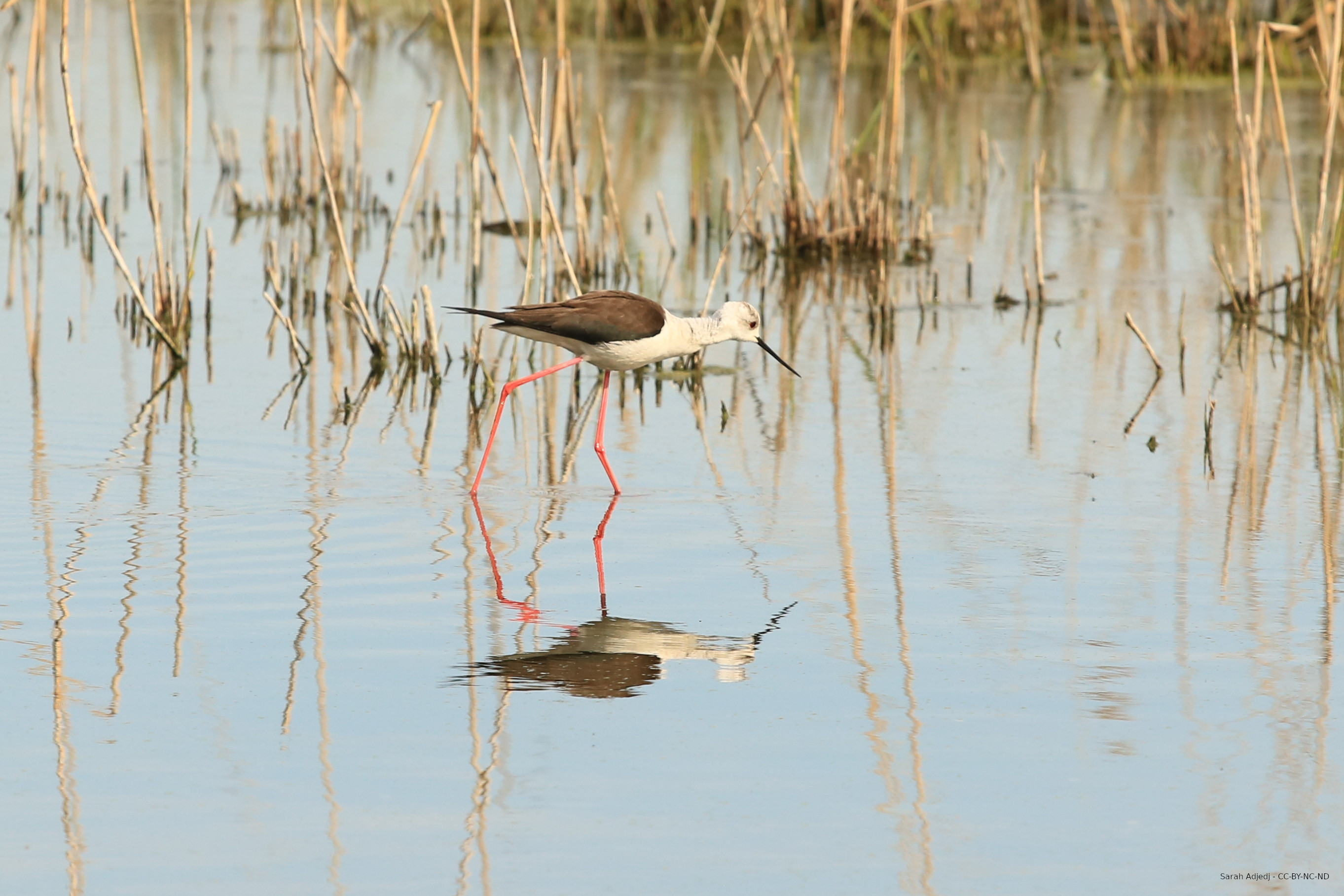 Echasse blanche