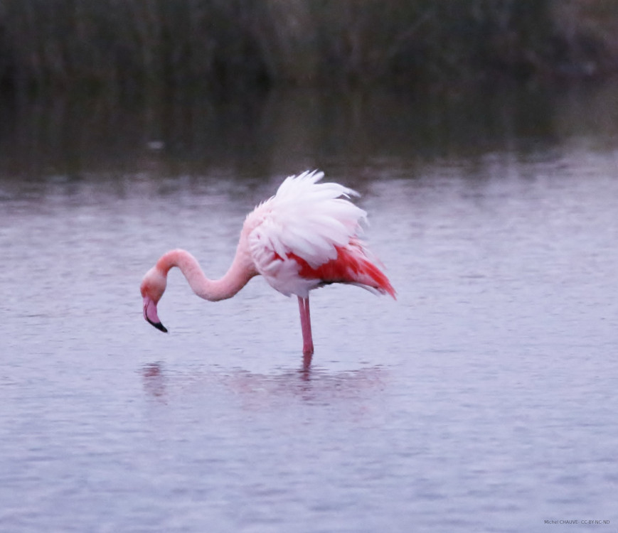 Flamant rose photographié par Michel Chauve