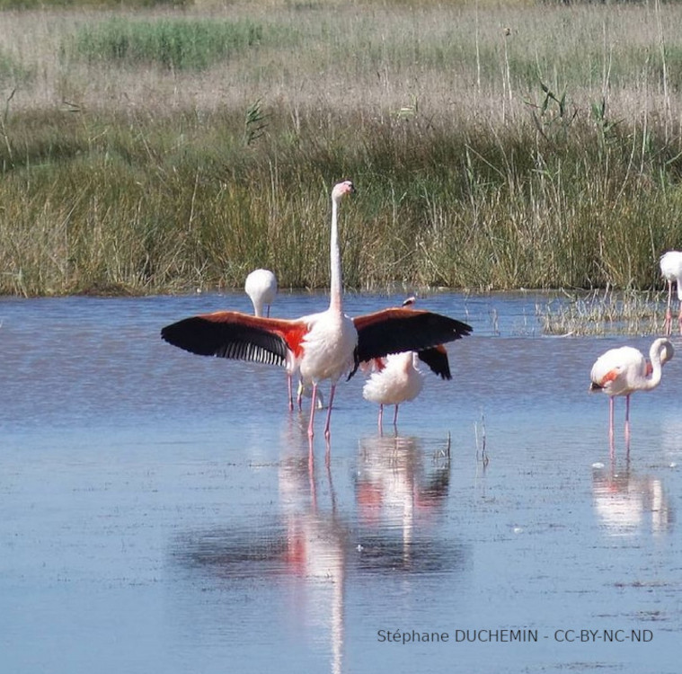 Flamant rose