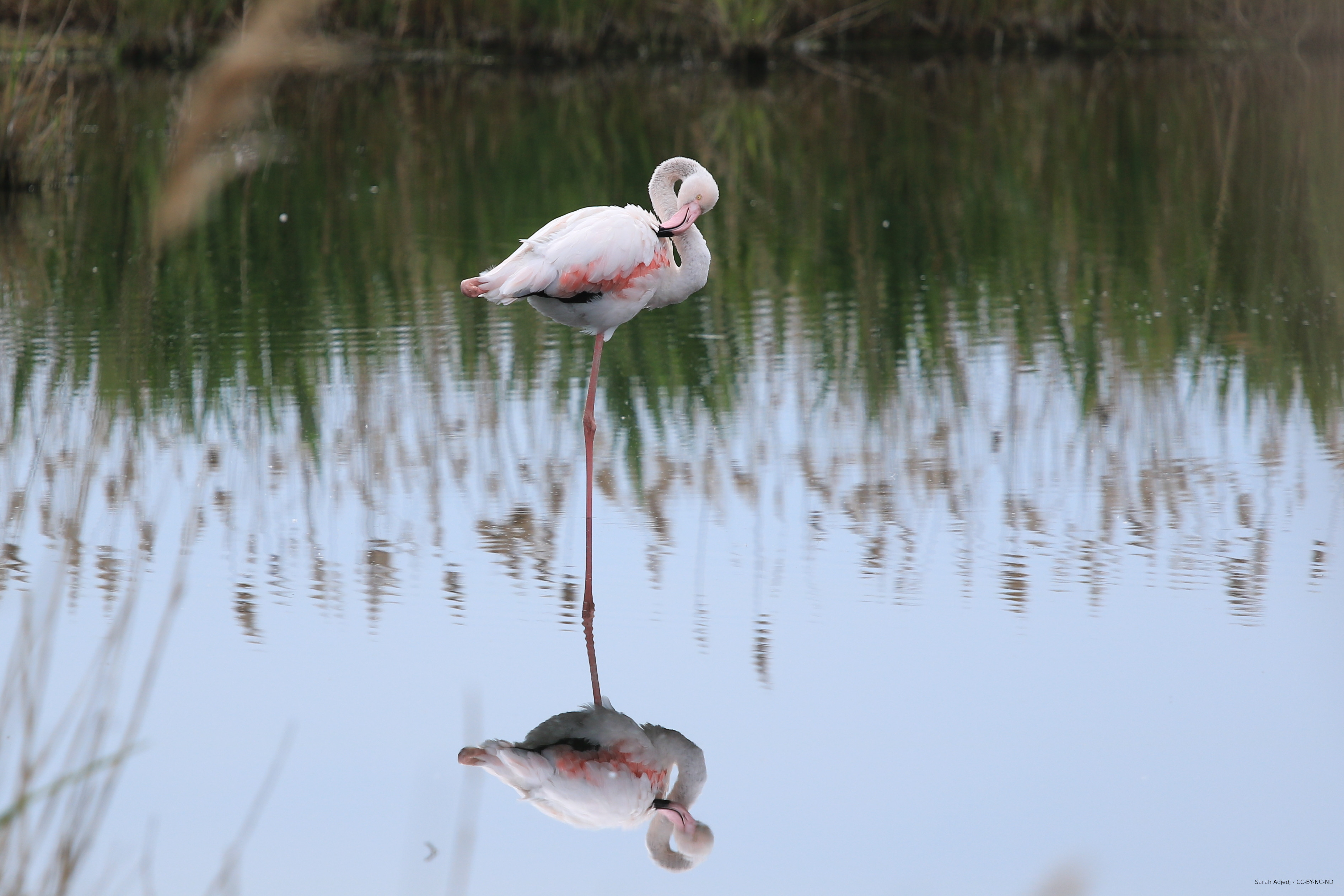 Flamant rose