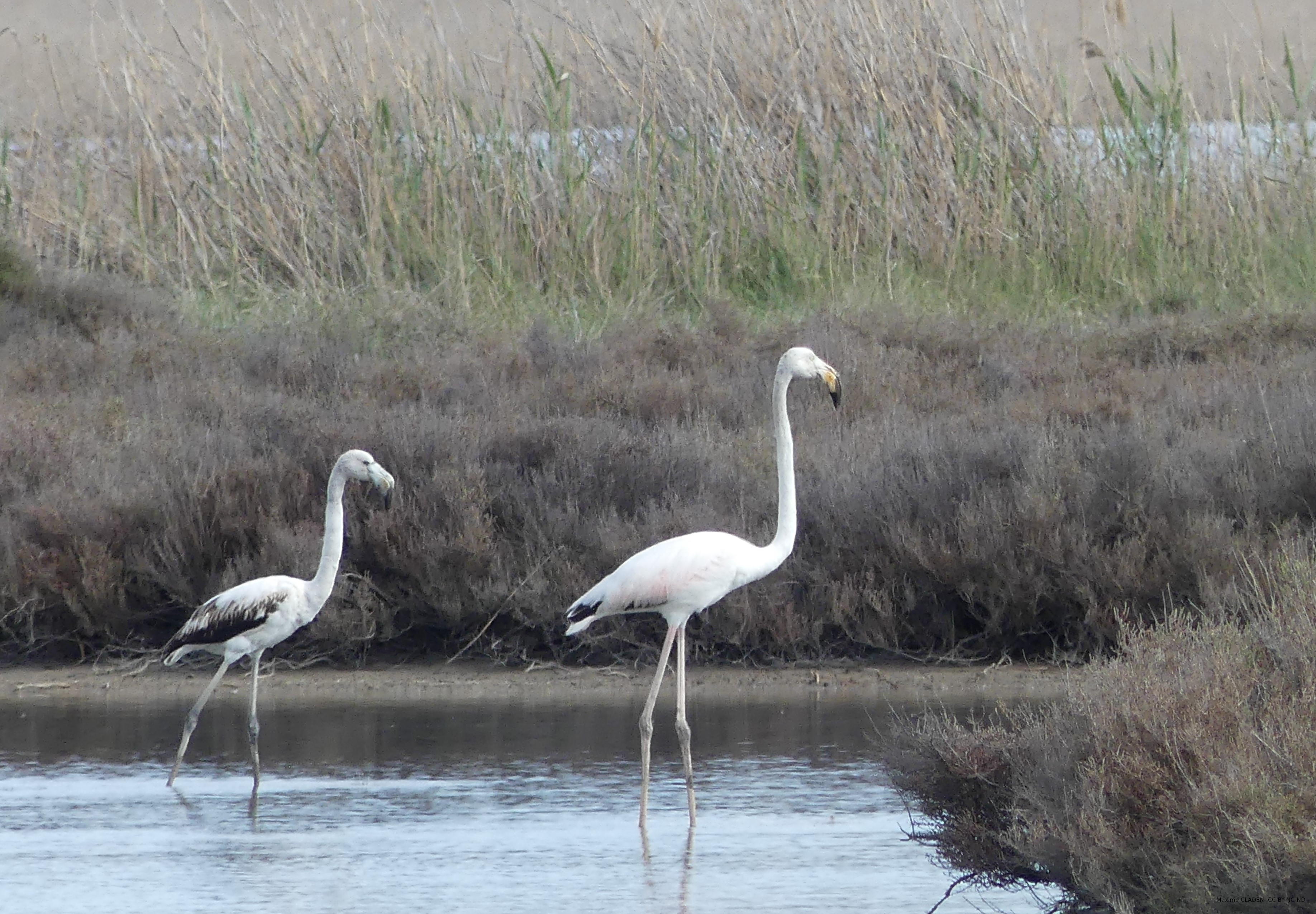 Flamant rose