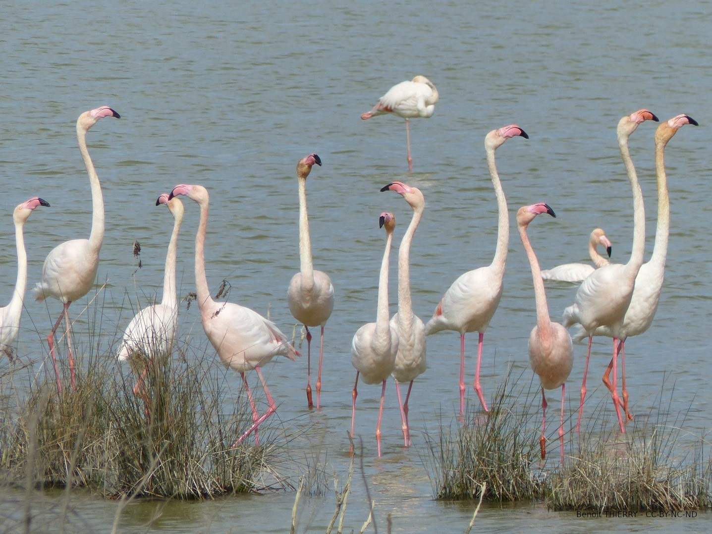 Flamant rose photographié par Benoit Thierry